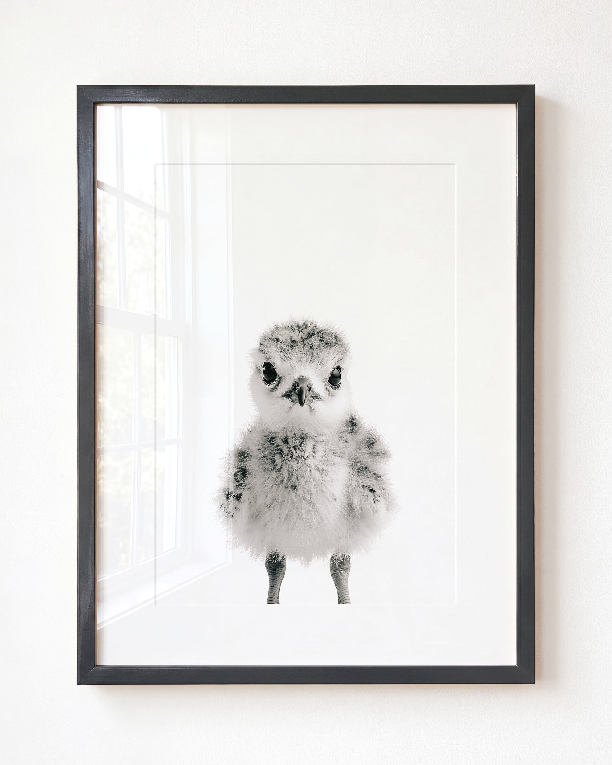 Baby Seagull
