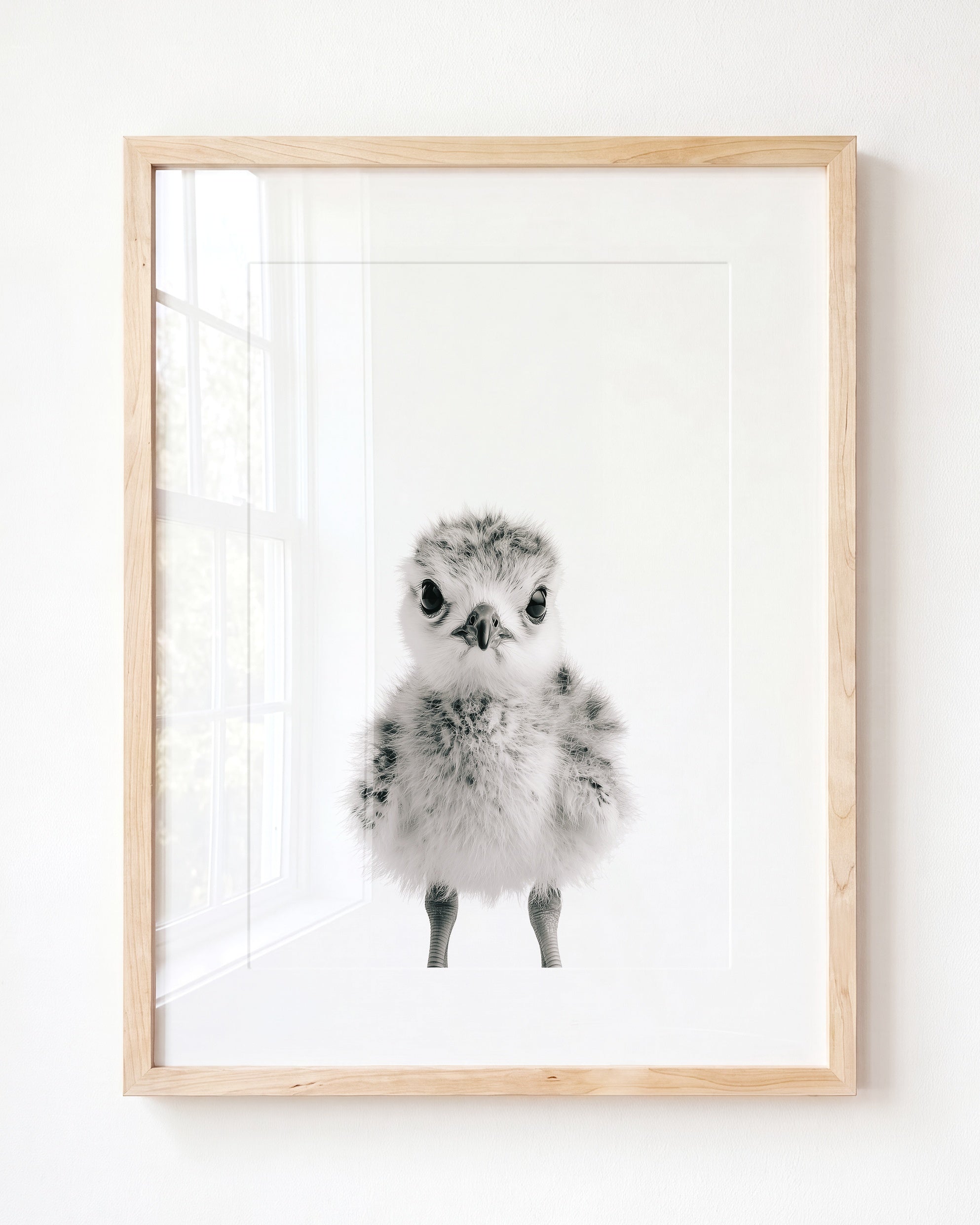 Baby Seagull