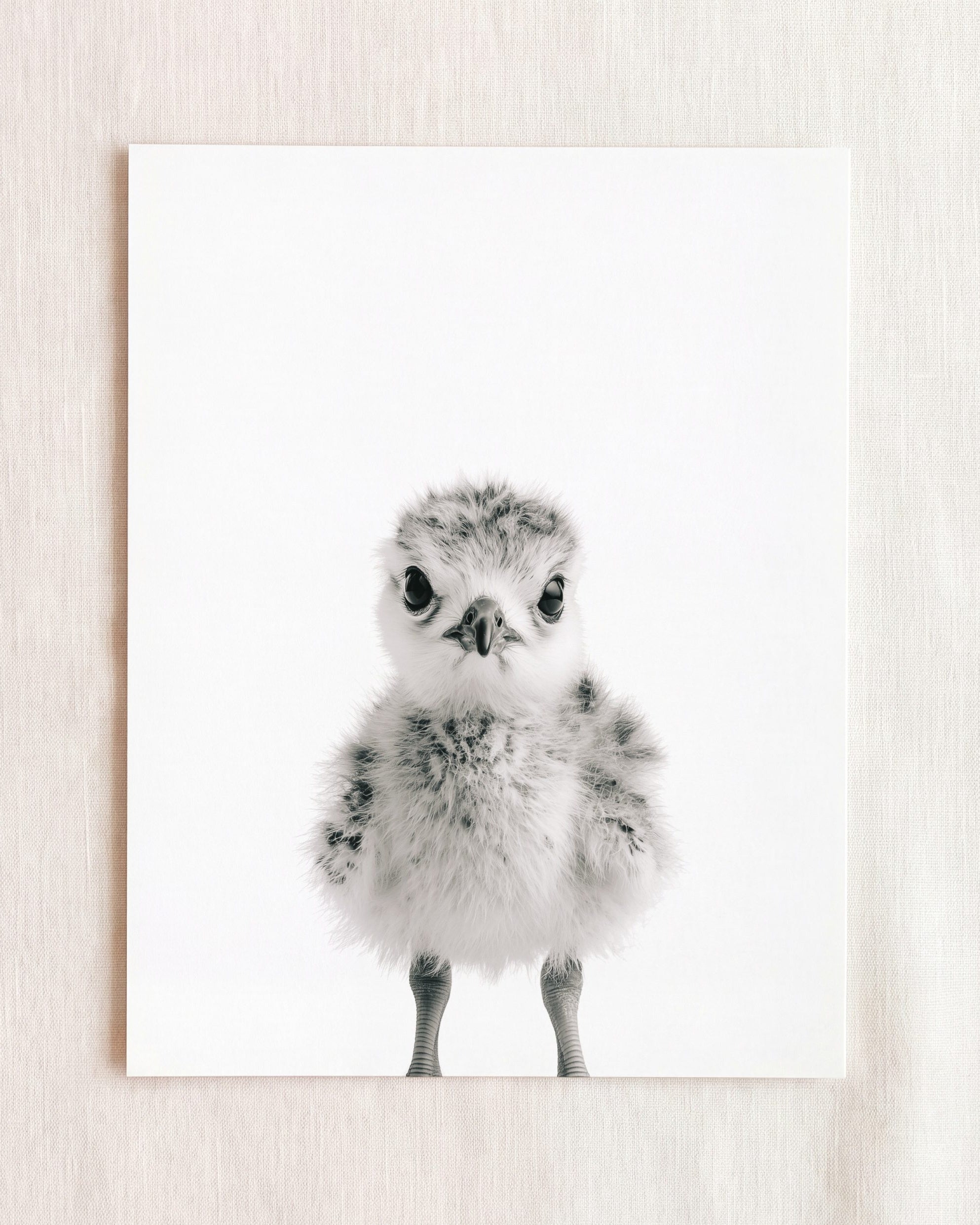 Baby Seagull