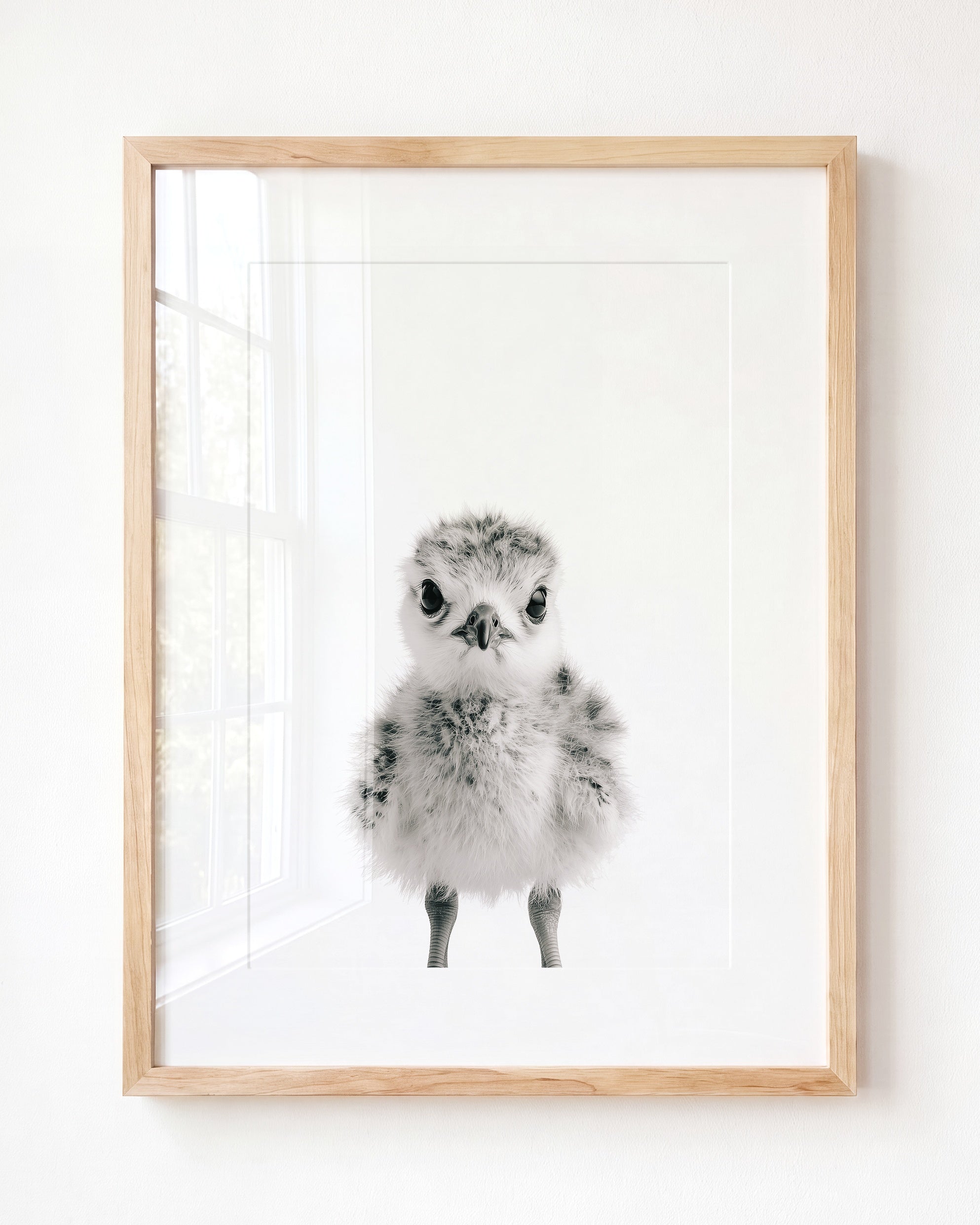 Baby Seagull