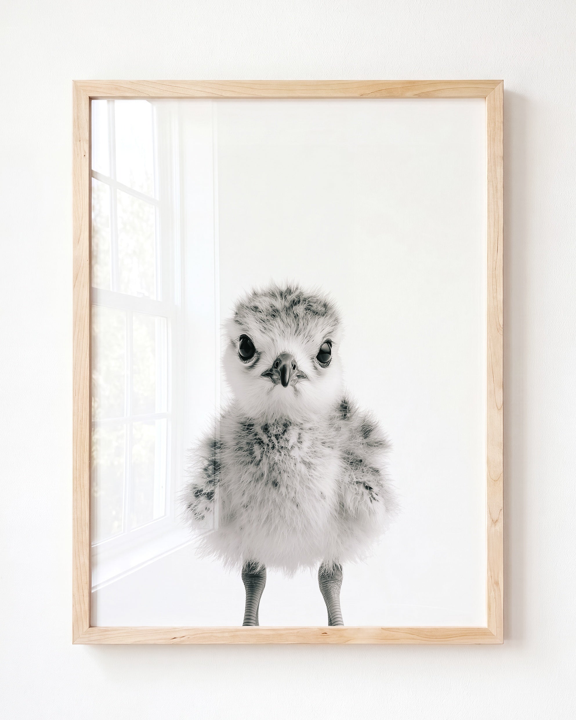 Baby Seagull