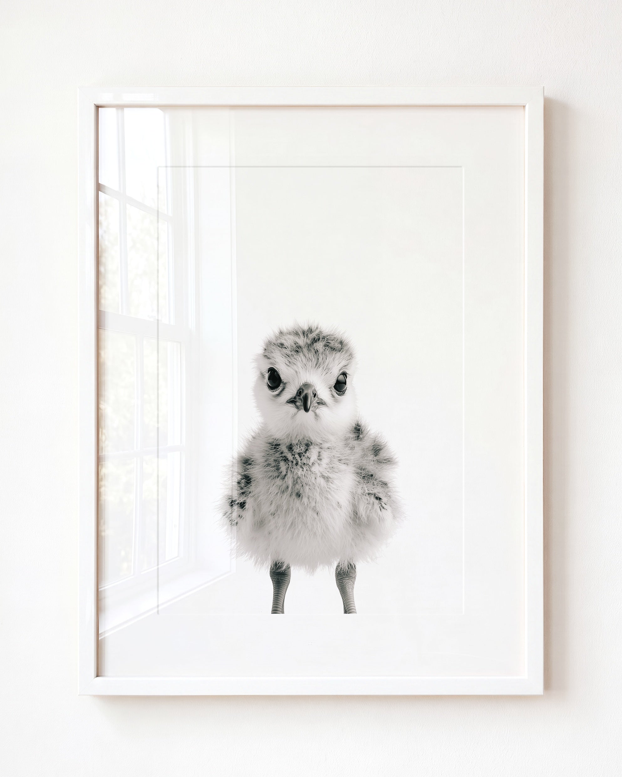 Baby Seagull