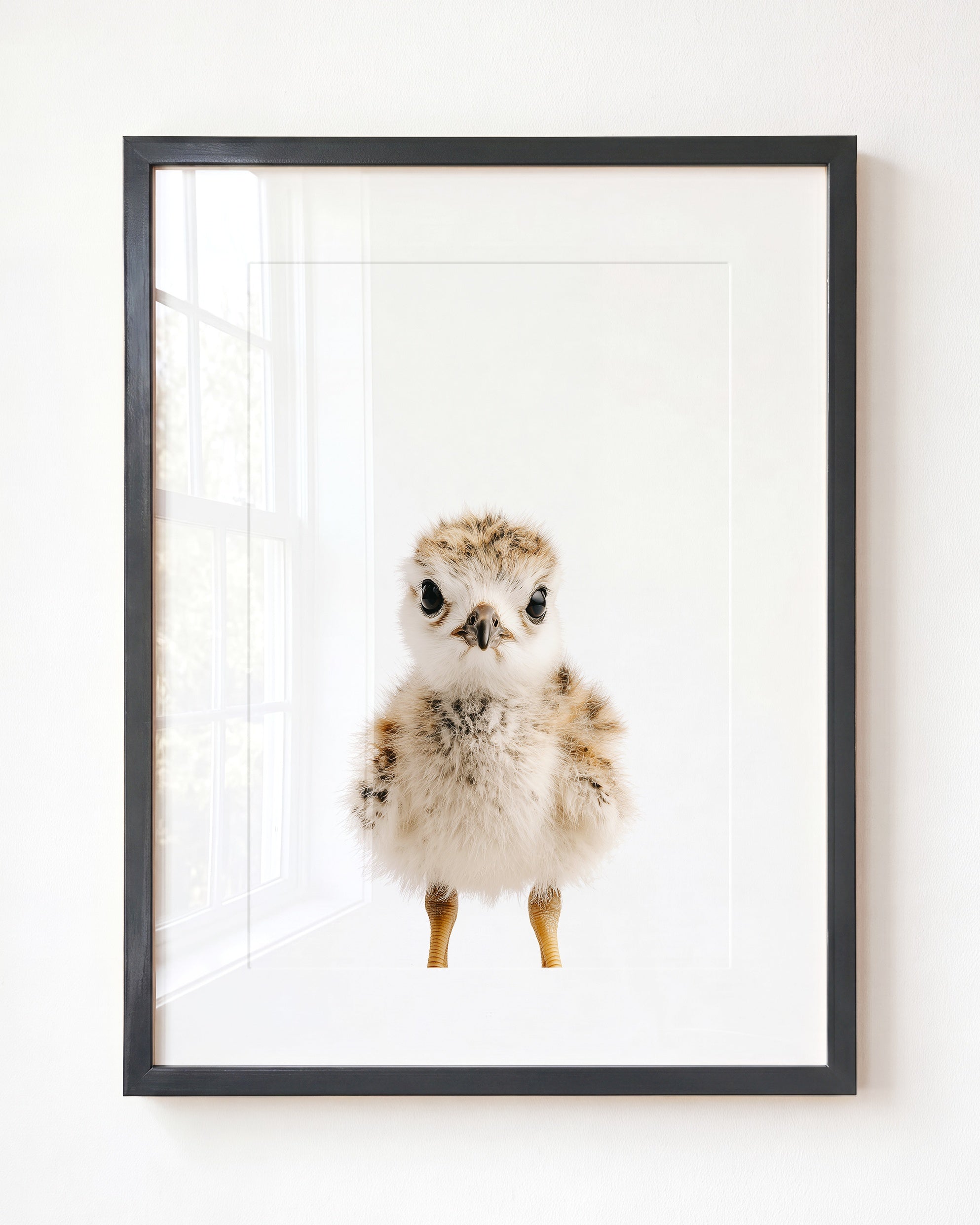 Baby Seagull