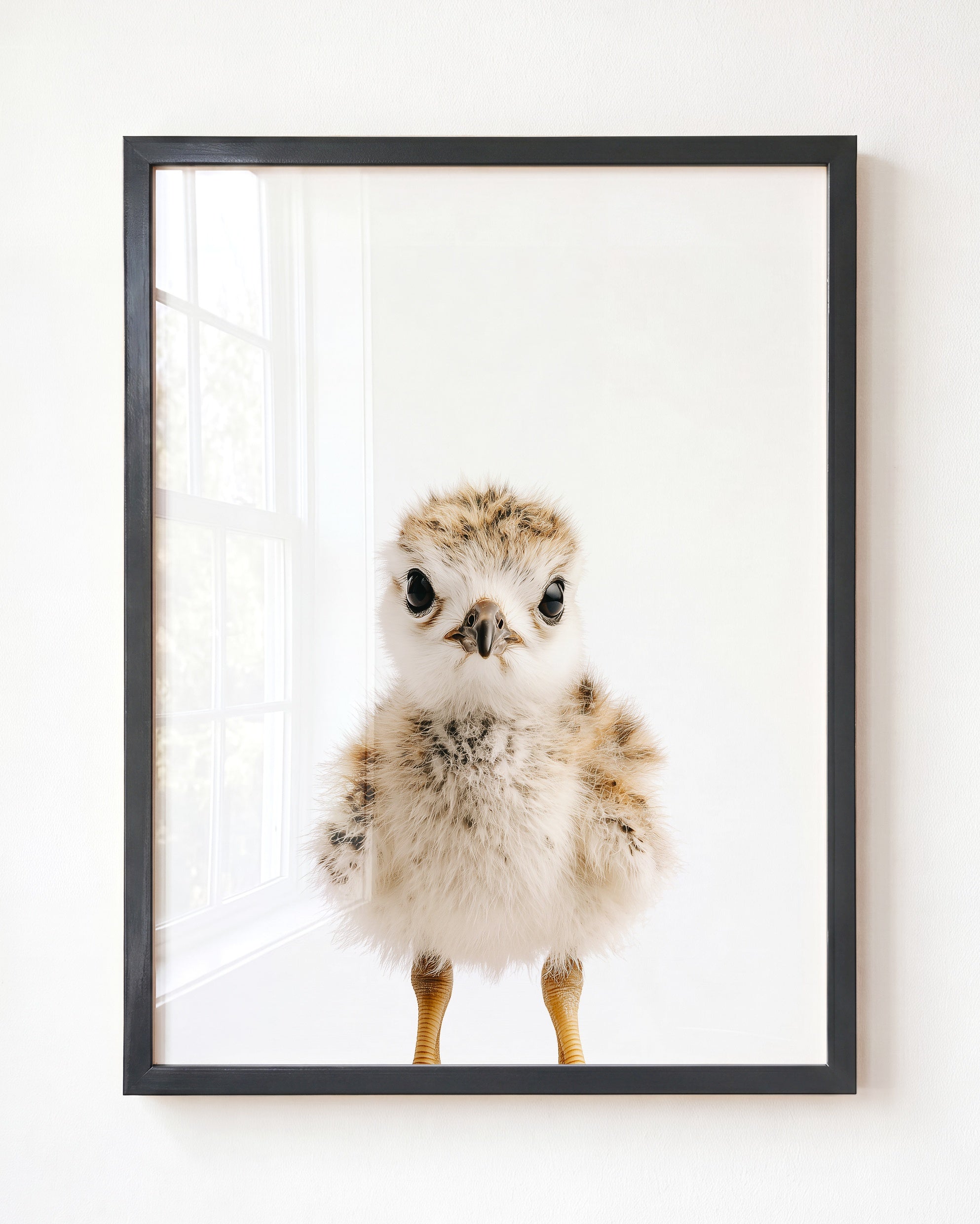 Baby Seagull