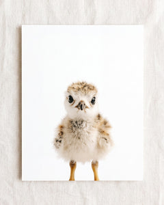 Baby Seagull