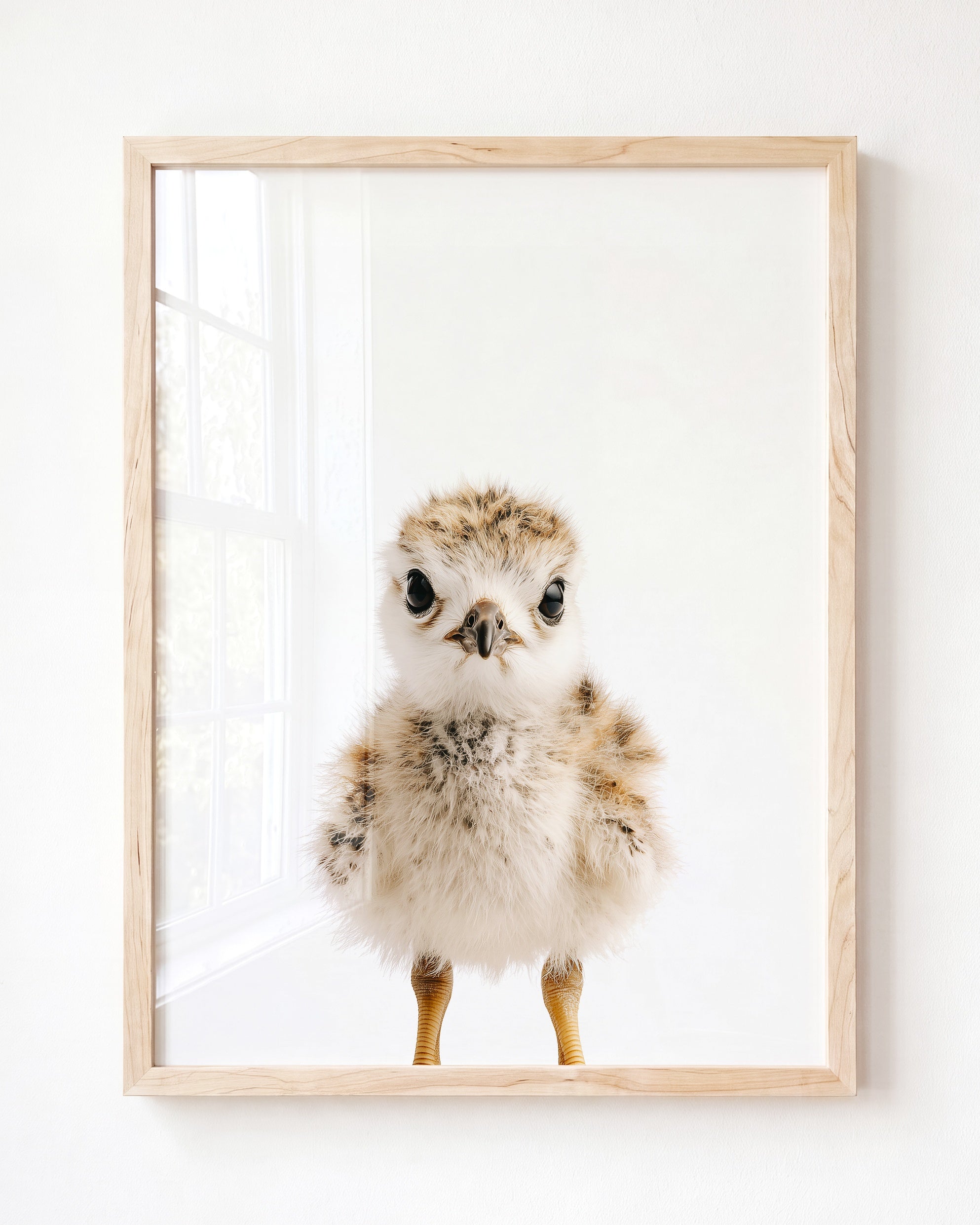 Baby Seagull