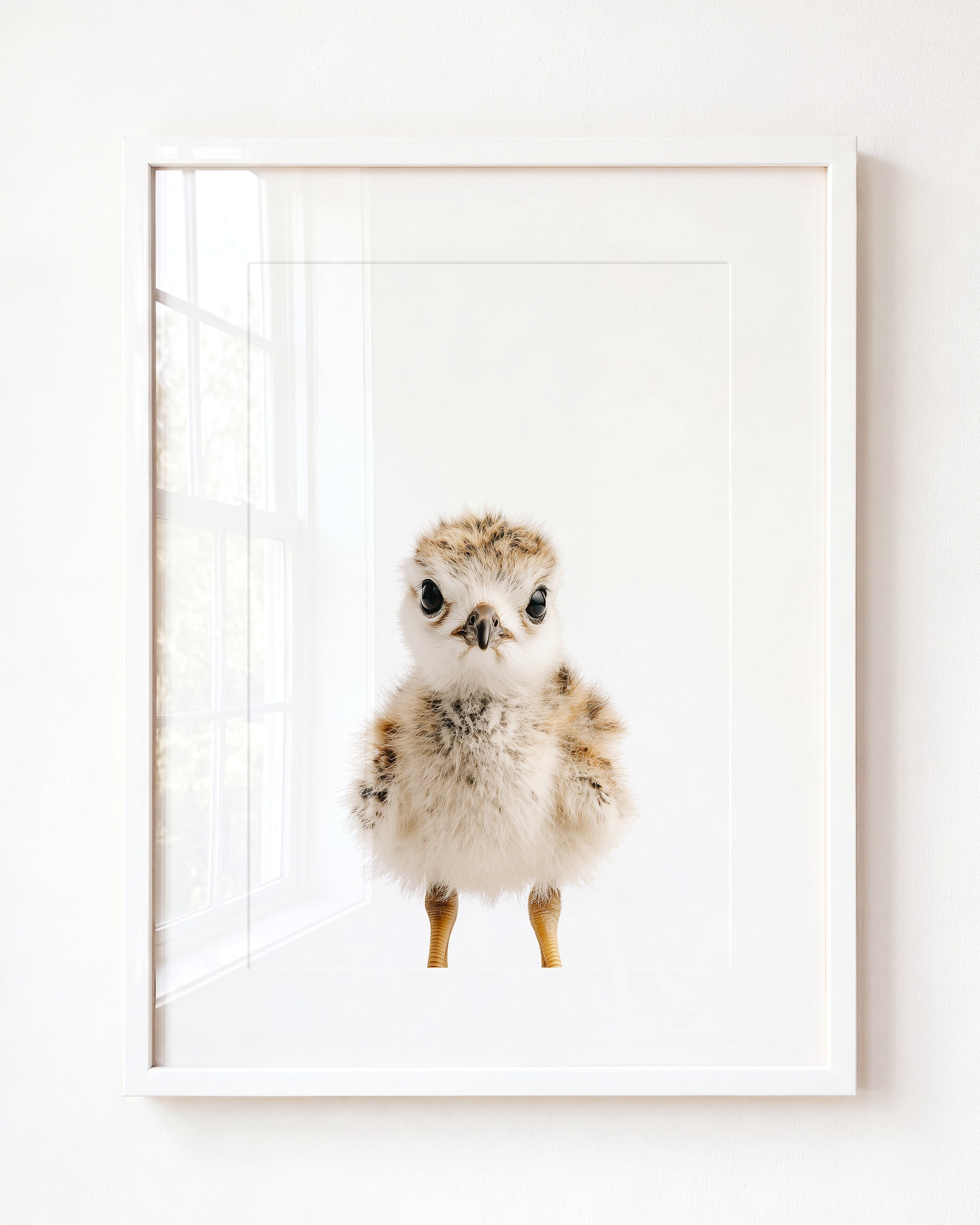 Baby Seagull