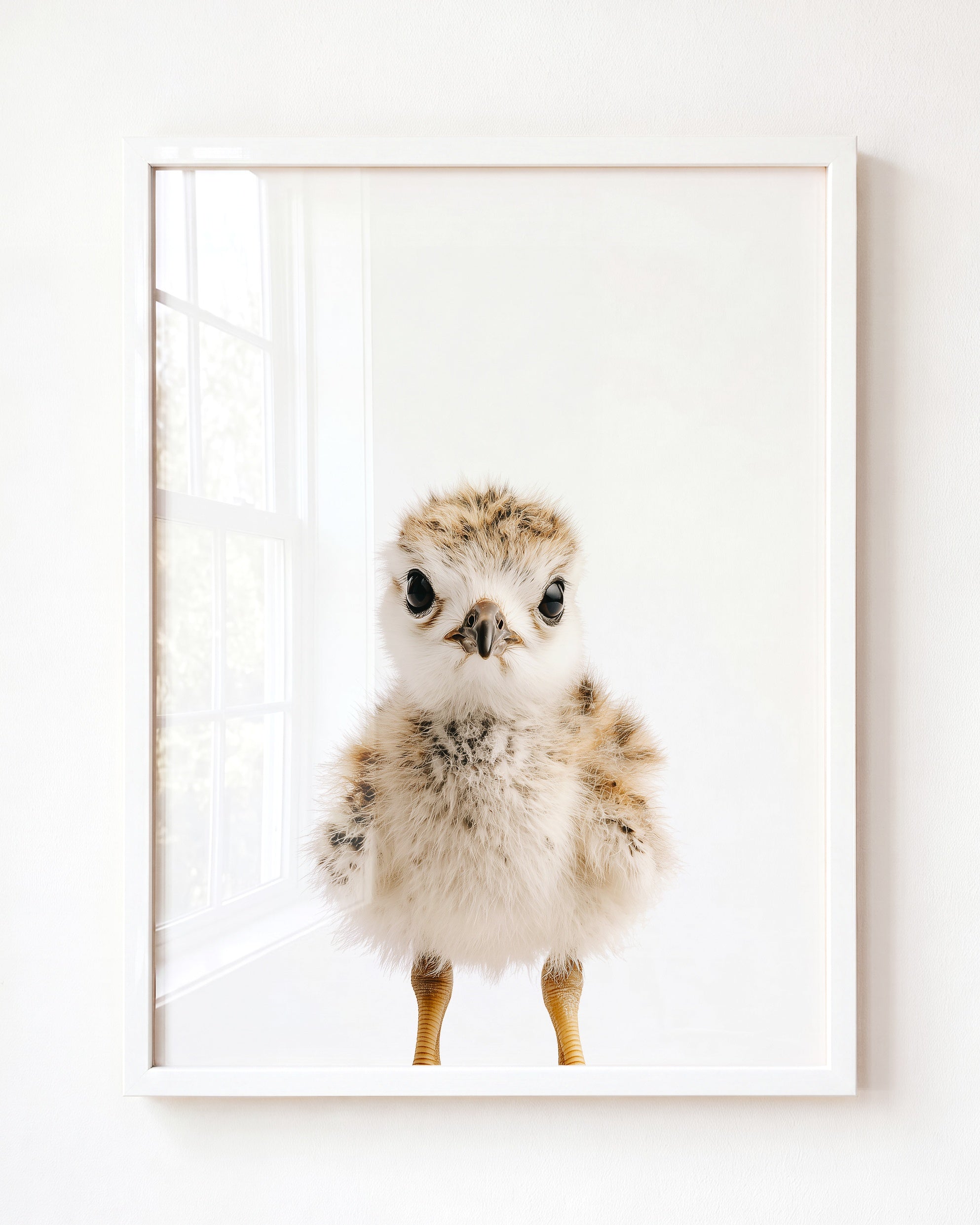 Baby Seagull