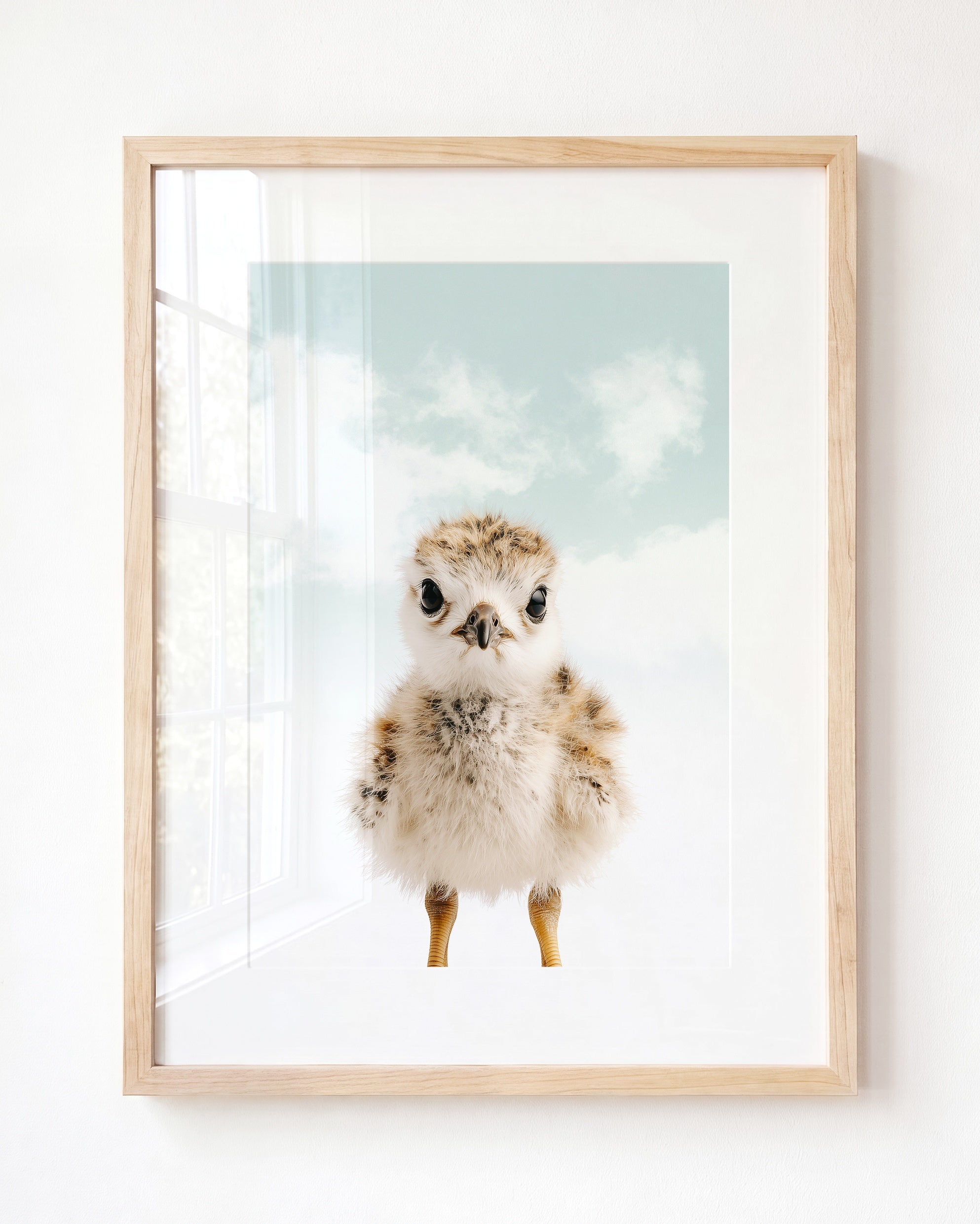 Baby Seagull