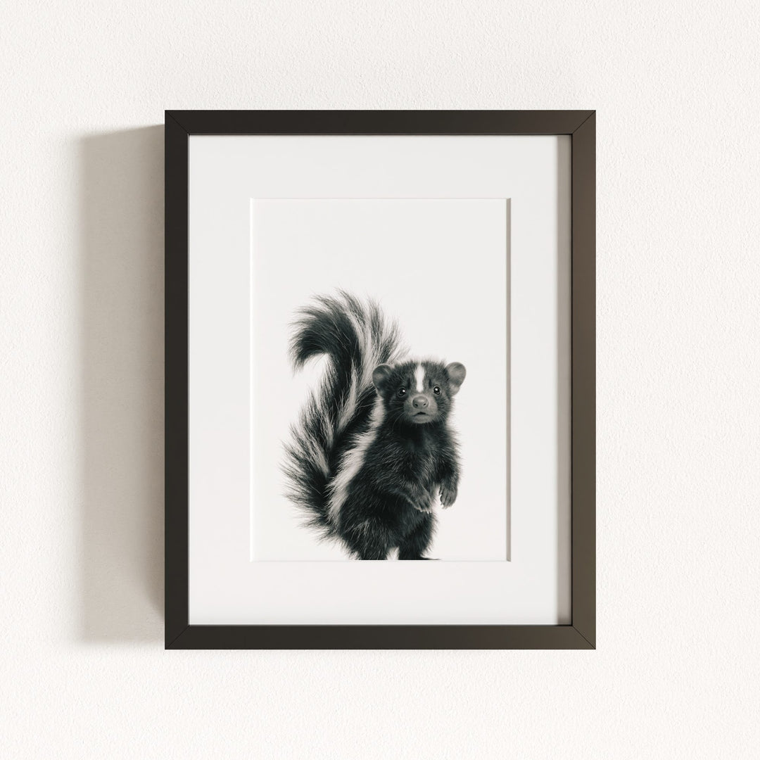 Baby Skunk