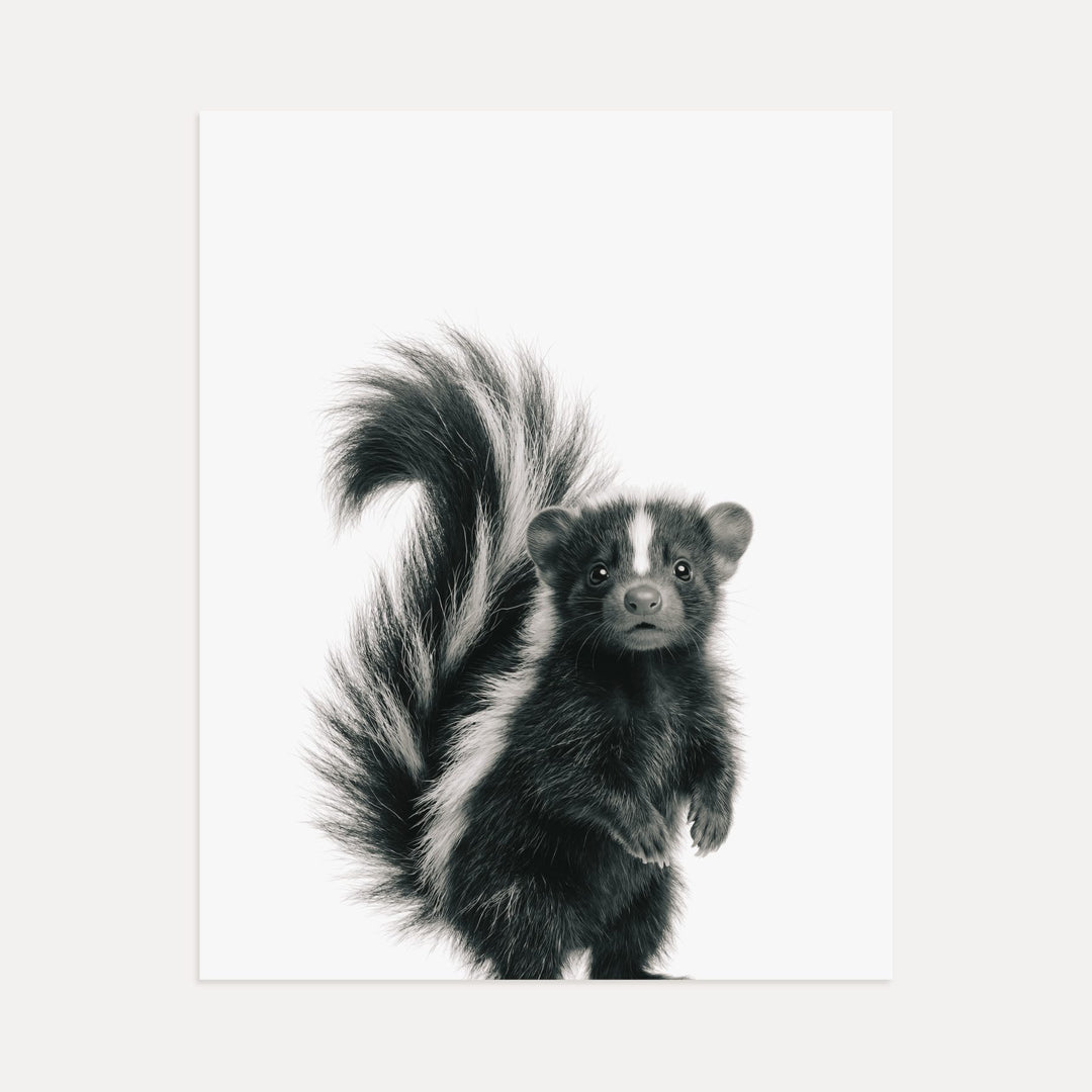Baby Skunk