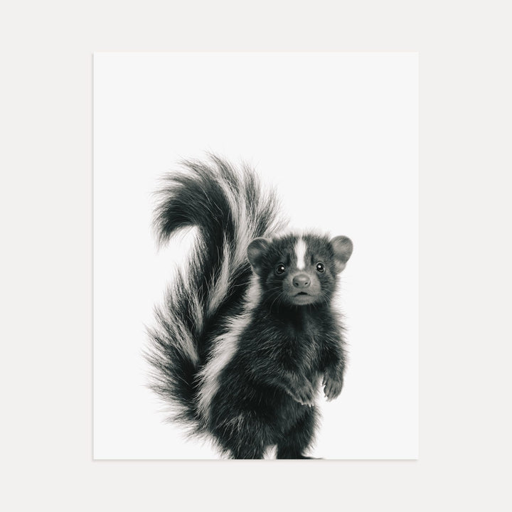 Baby Skunk