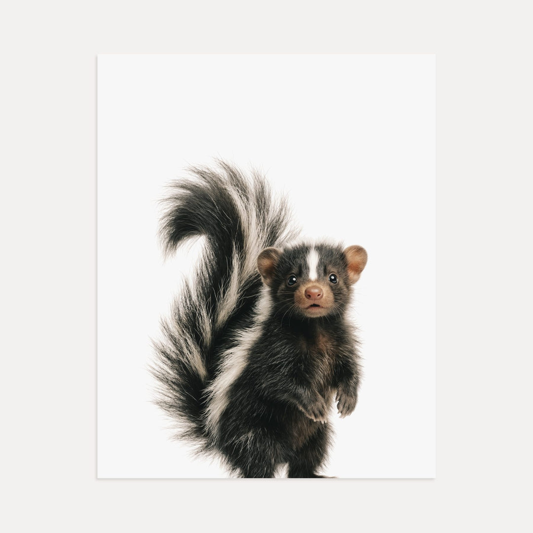 Baby Skunk