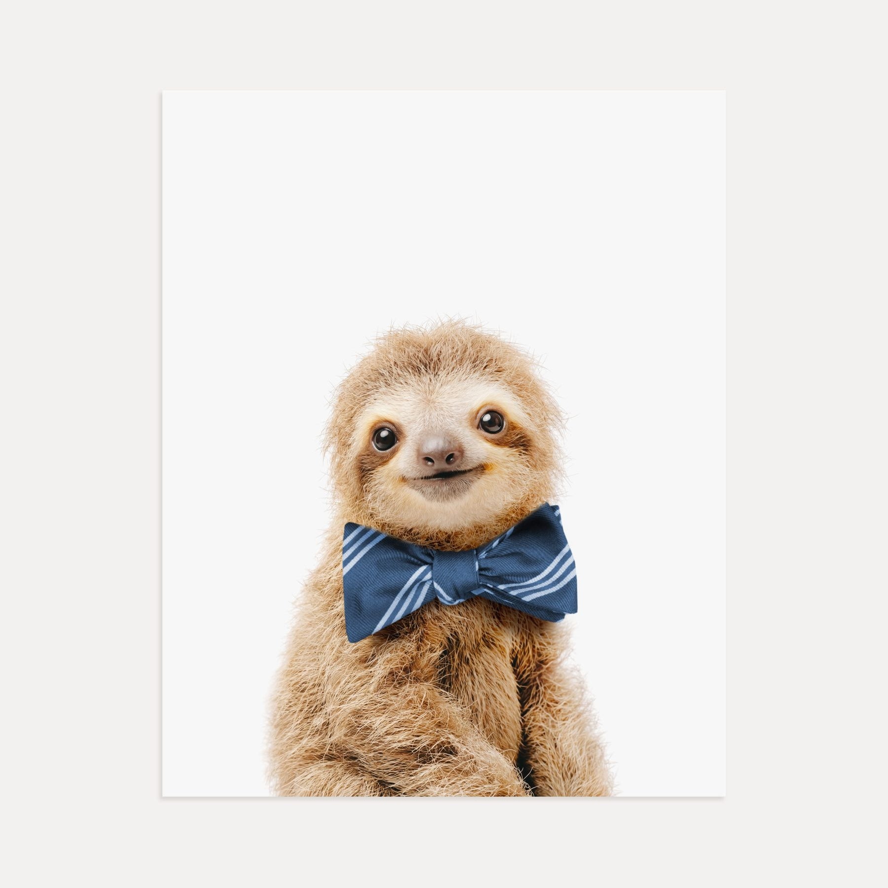 Baby Sloth