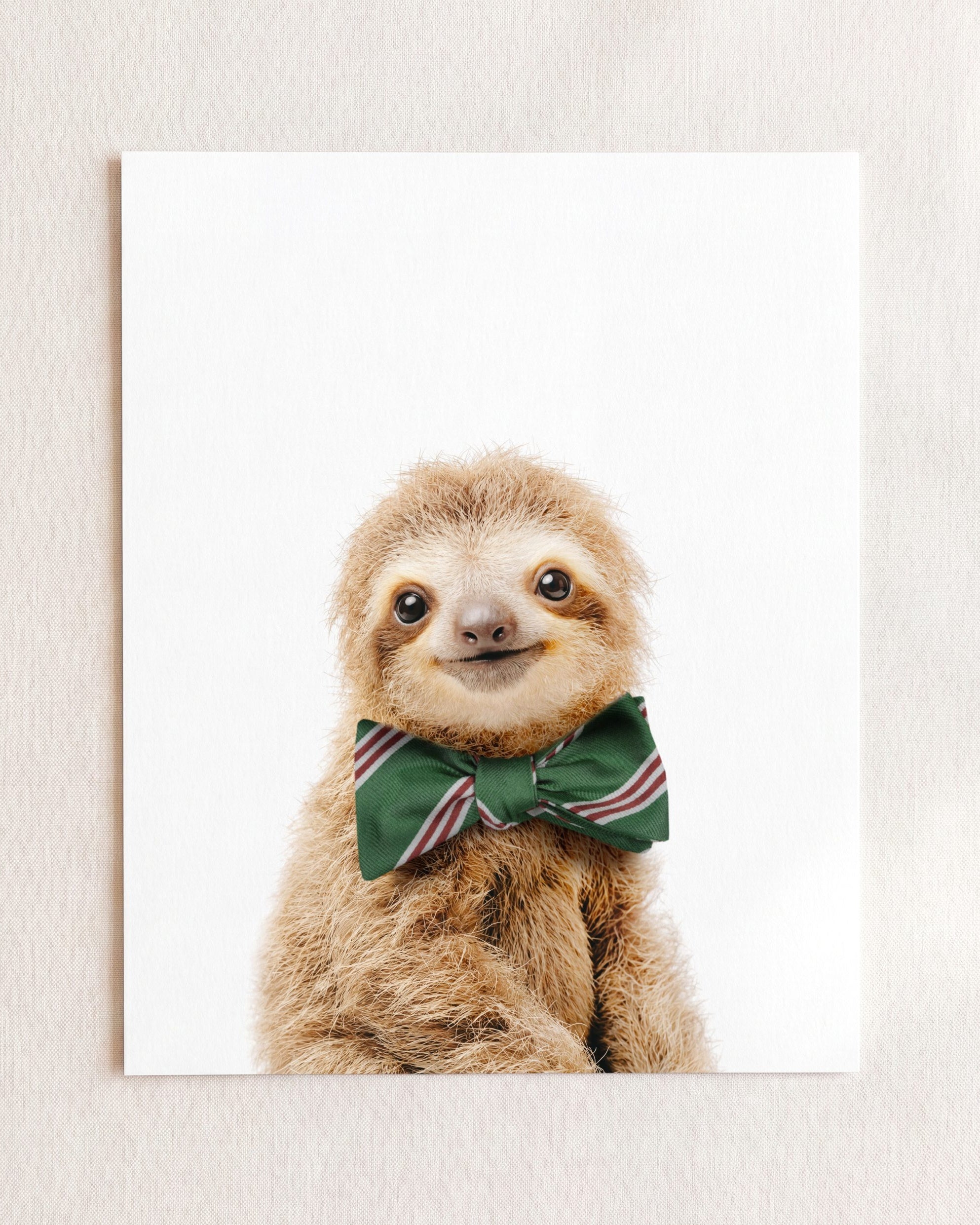 Baby Sloth