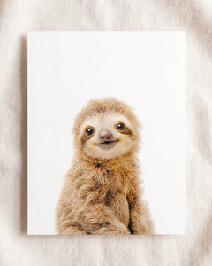 Baby Sloth