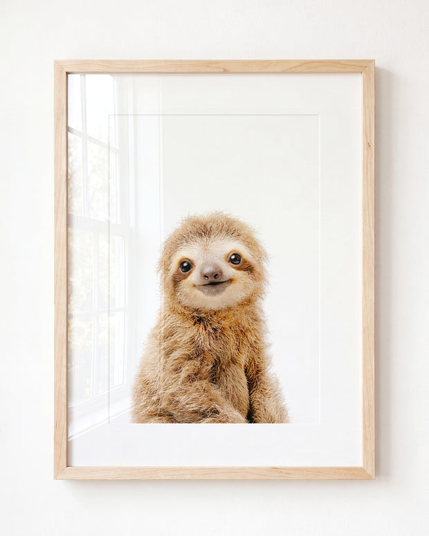 Baby Sloth