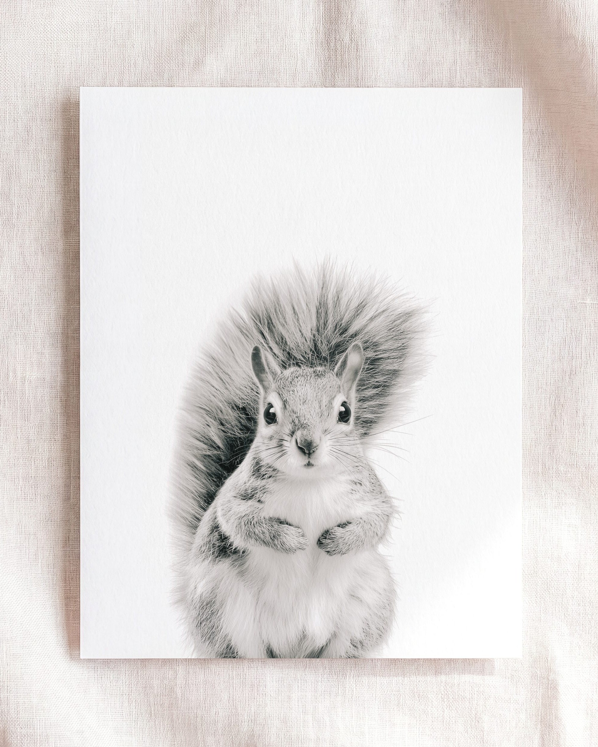 Baby Squirrel