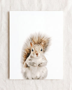 Baby Squirrel