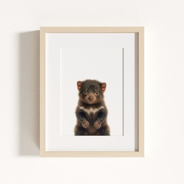 Baby Tasmanian Devil