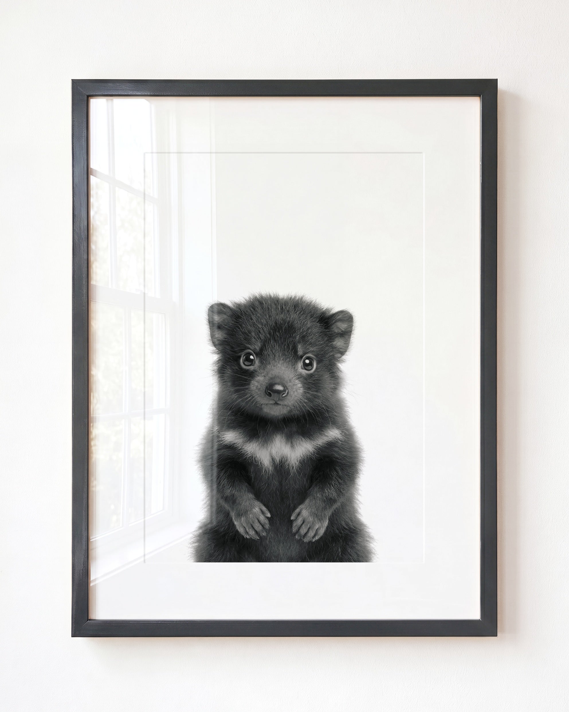 Baby Tasmanian Devil