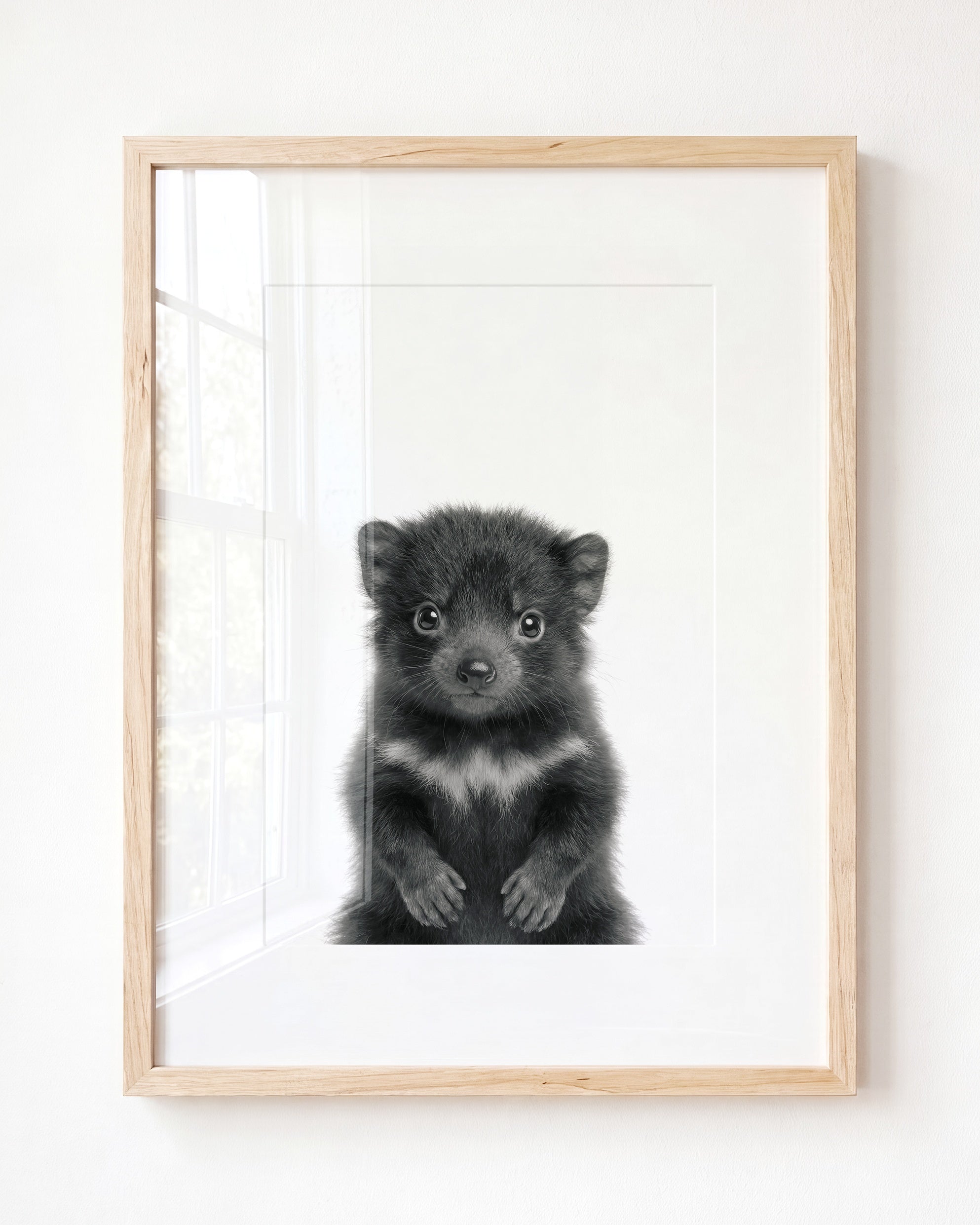 Baby Tasmanian Devil
