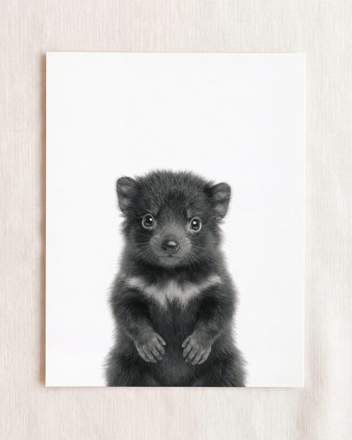 Baby Tasmanian Devil