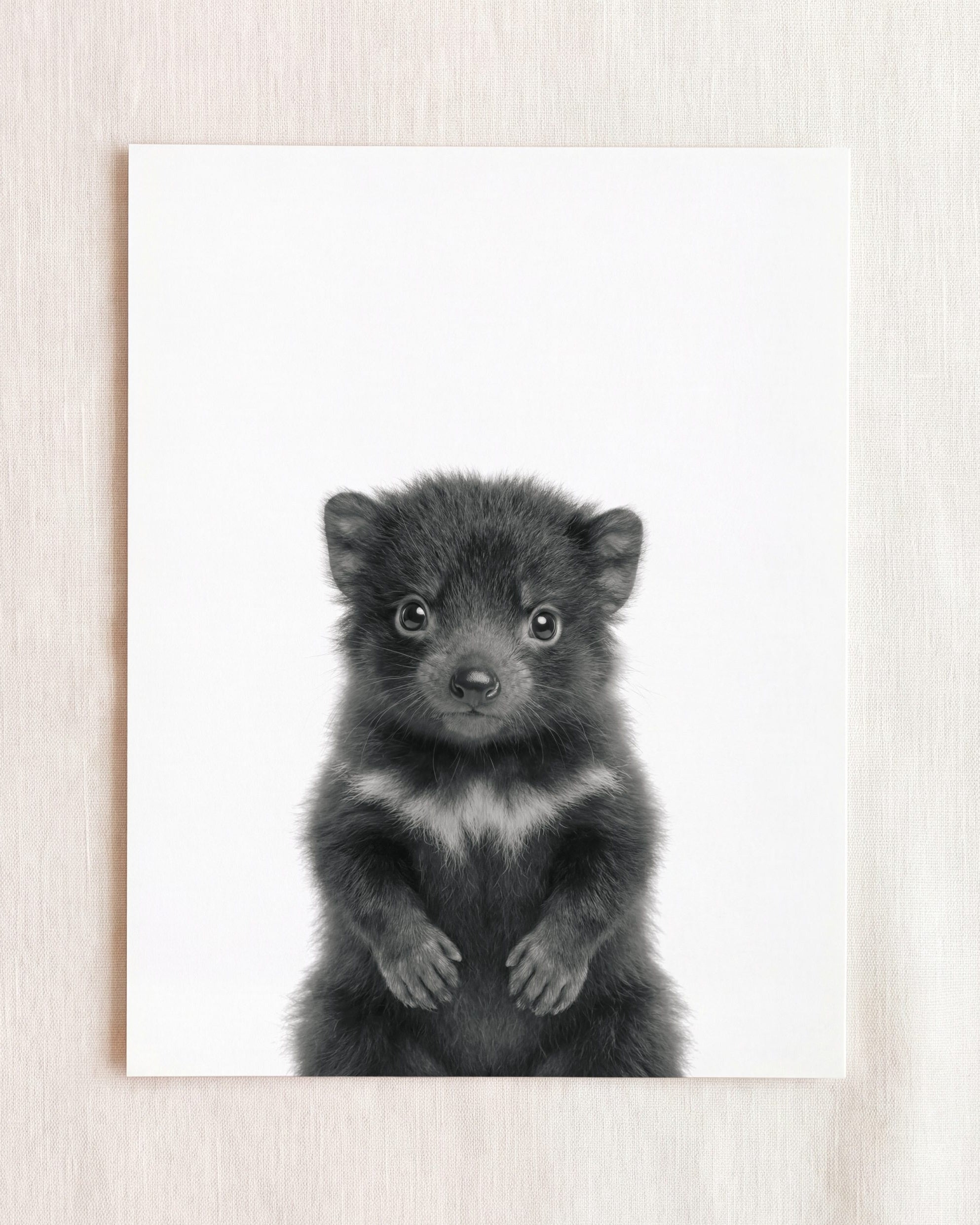 Baby Tasmanian Devil