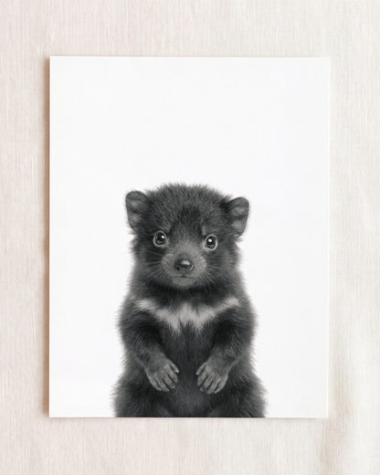 Baby Tasmanian Devil