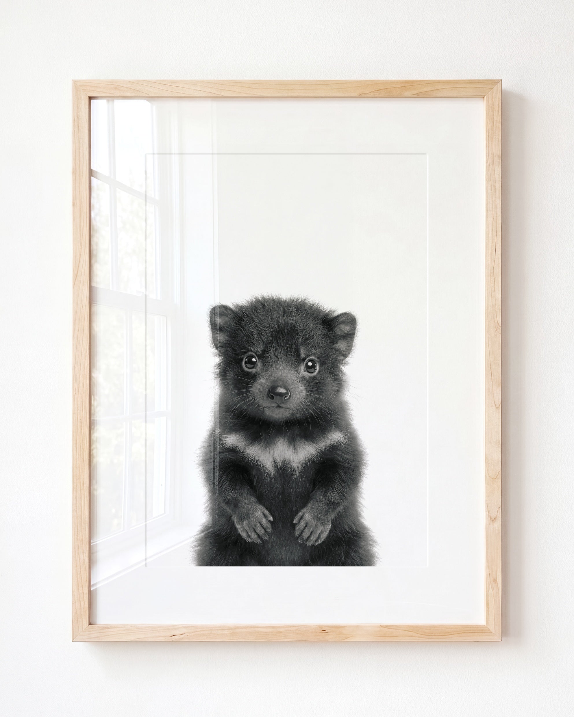 Baby Tasmanian Devil