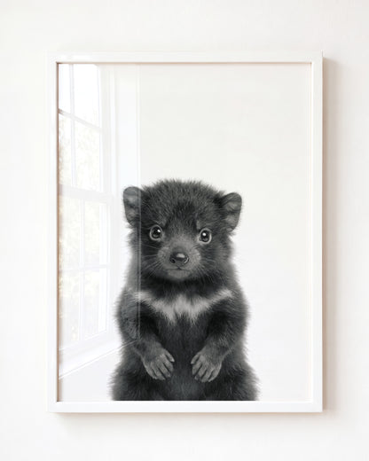 Baby Tasmanian Devil
