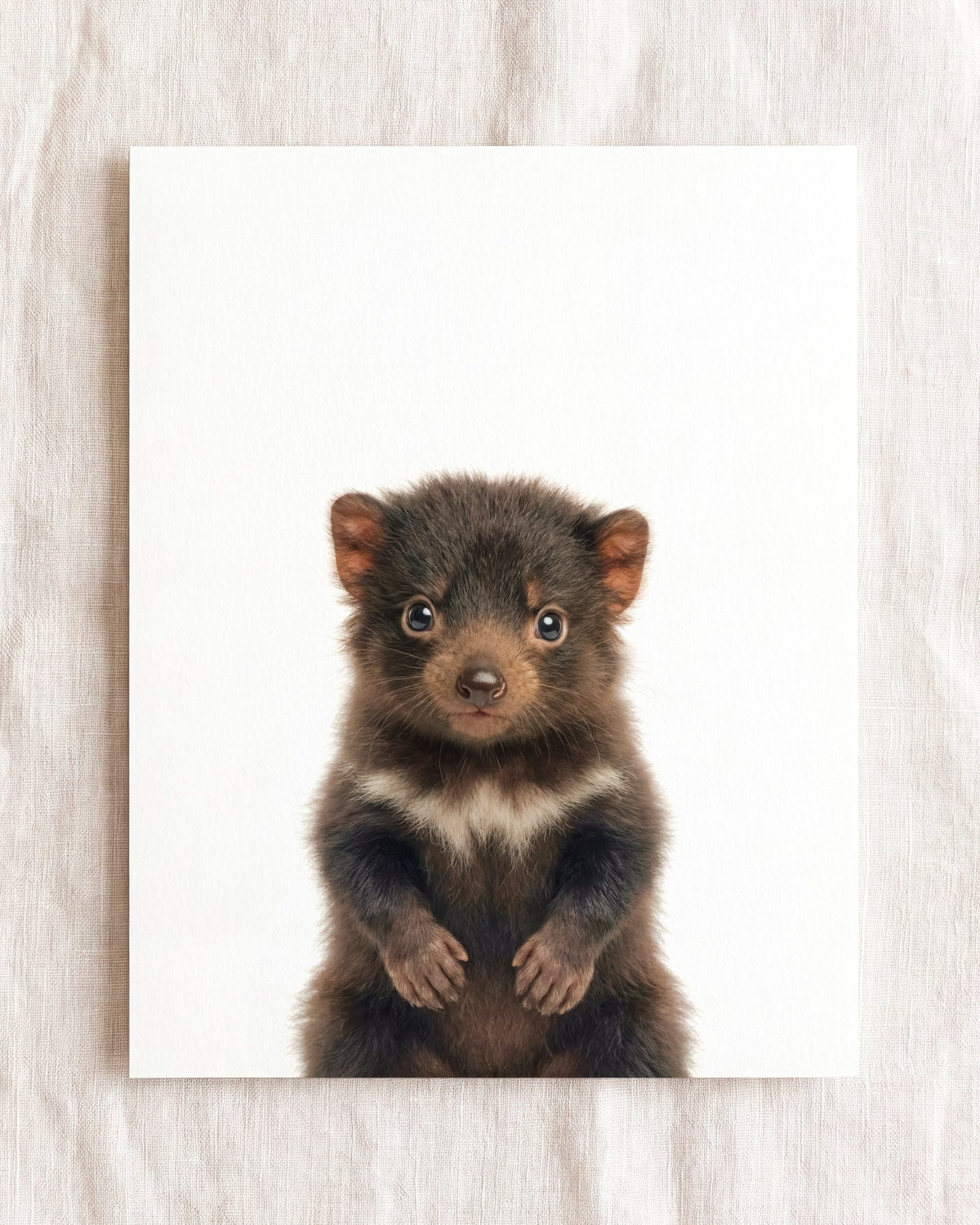 Baby Tasmanian Devil