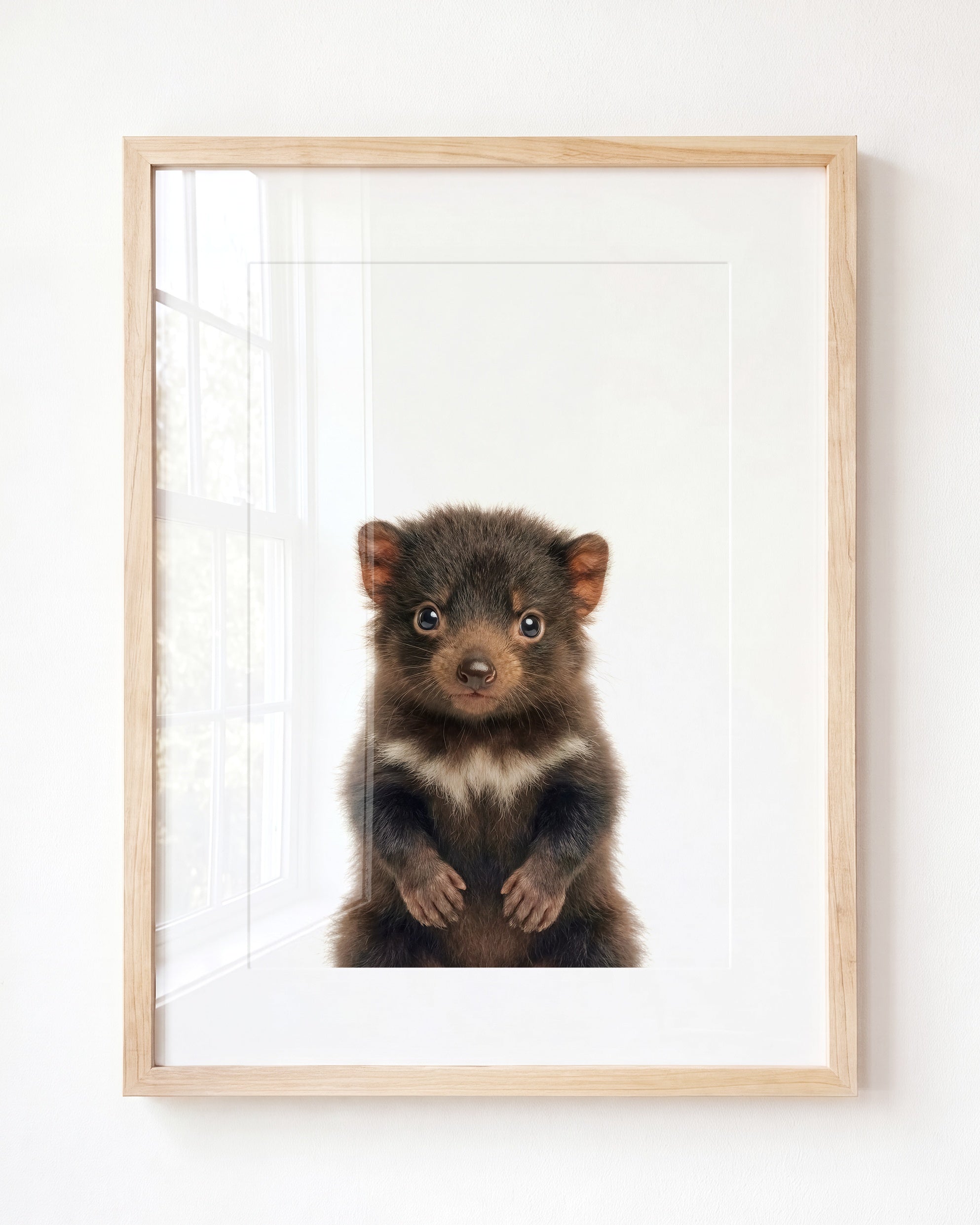 Baby Tasmanian Devil