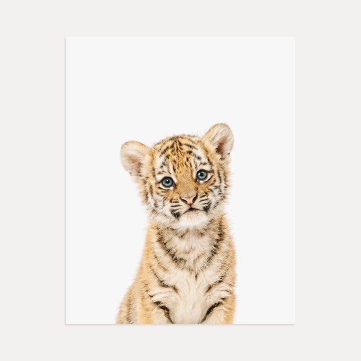 Baby Tiger No. 1