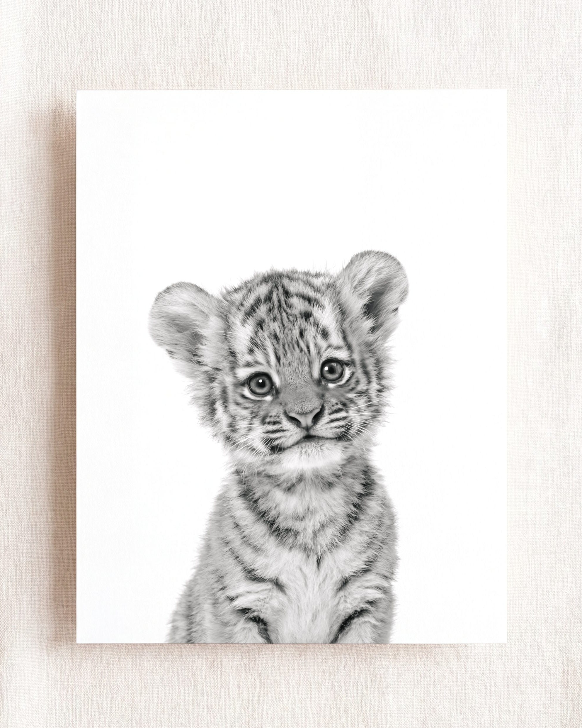 Baby Tiger