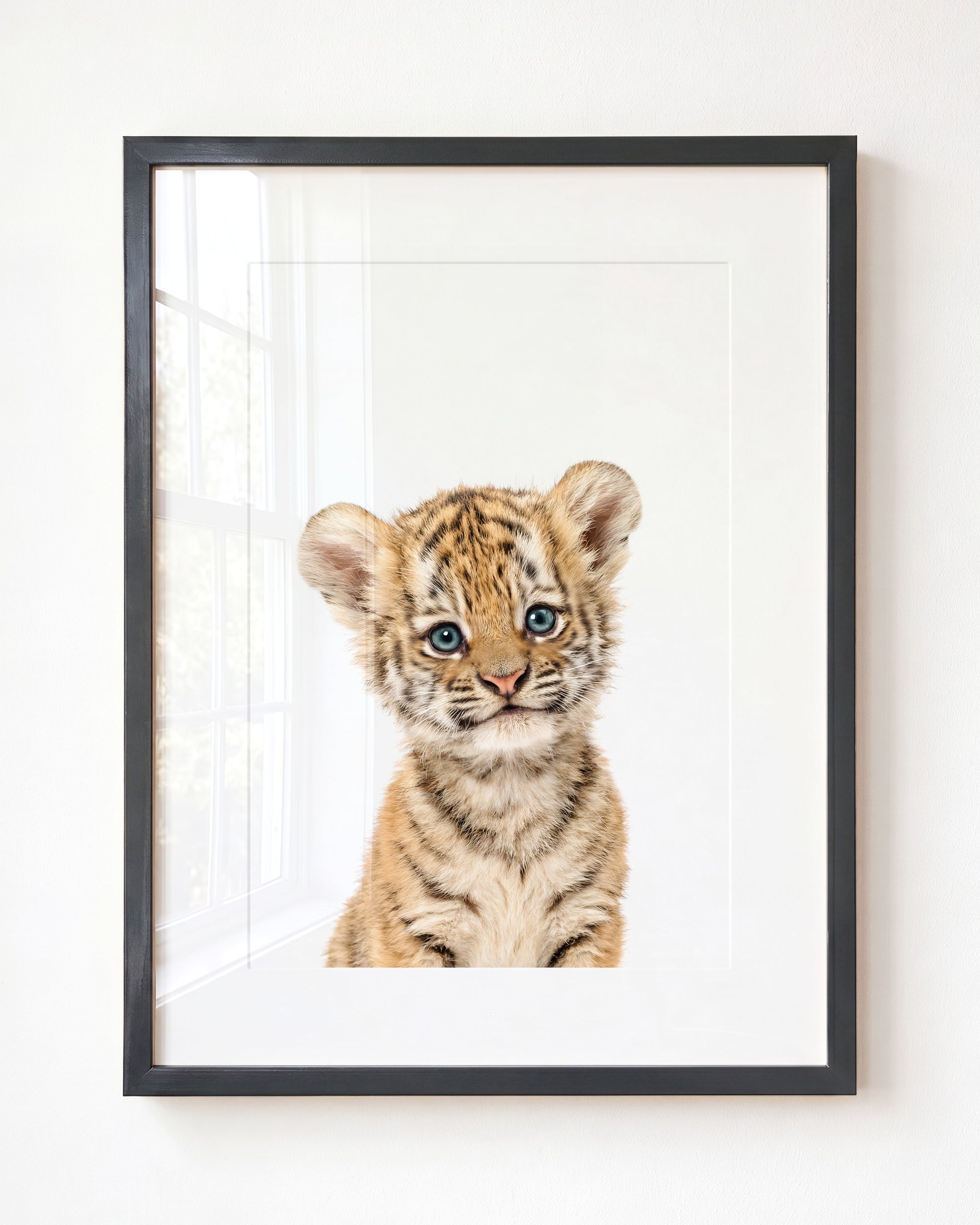 Baby Tiger