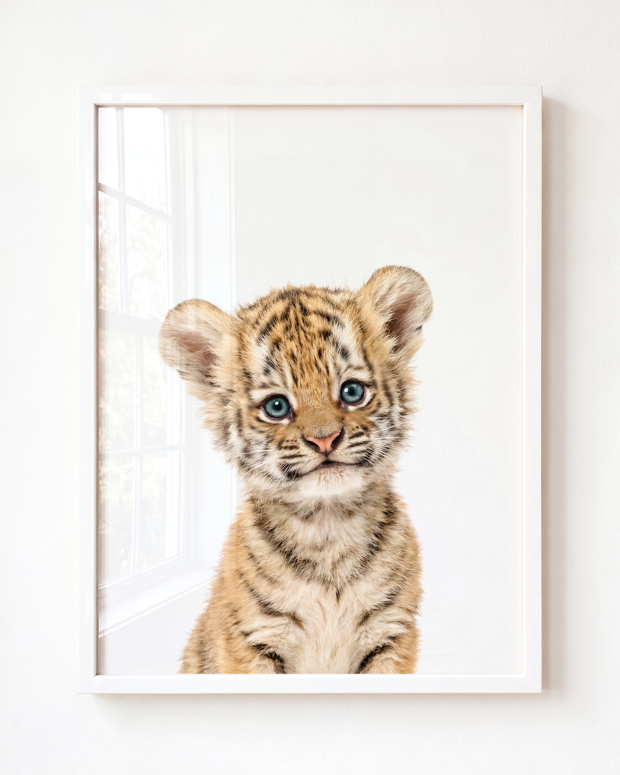 Baby Tiger