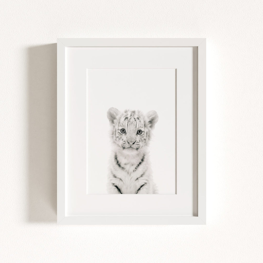 Baby White Tiger