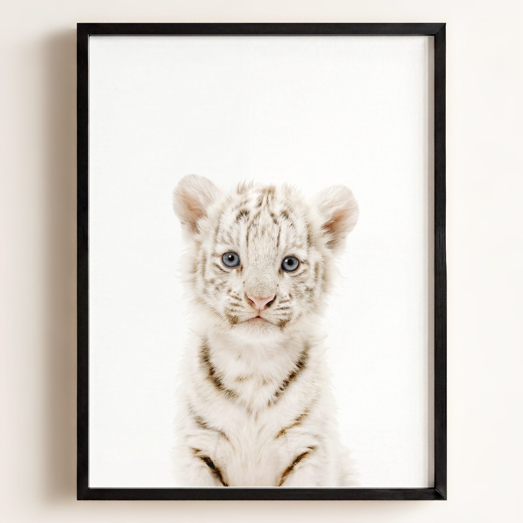 Baby White Tiger
