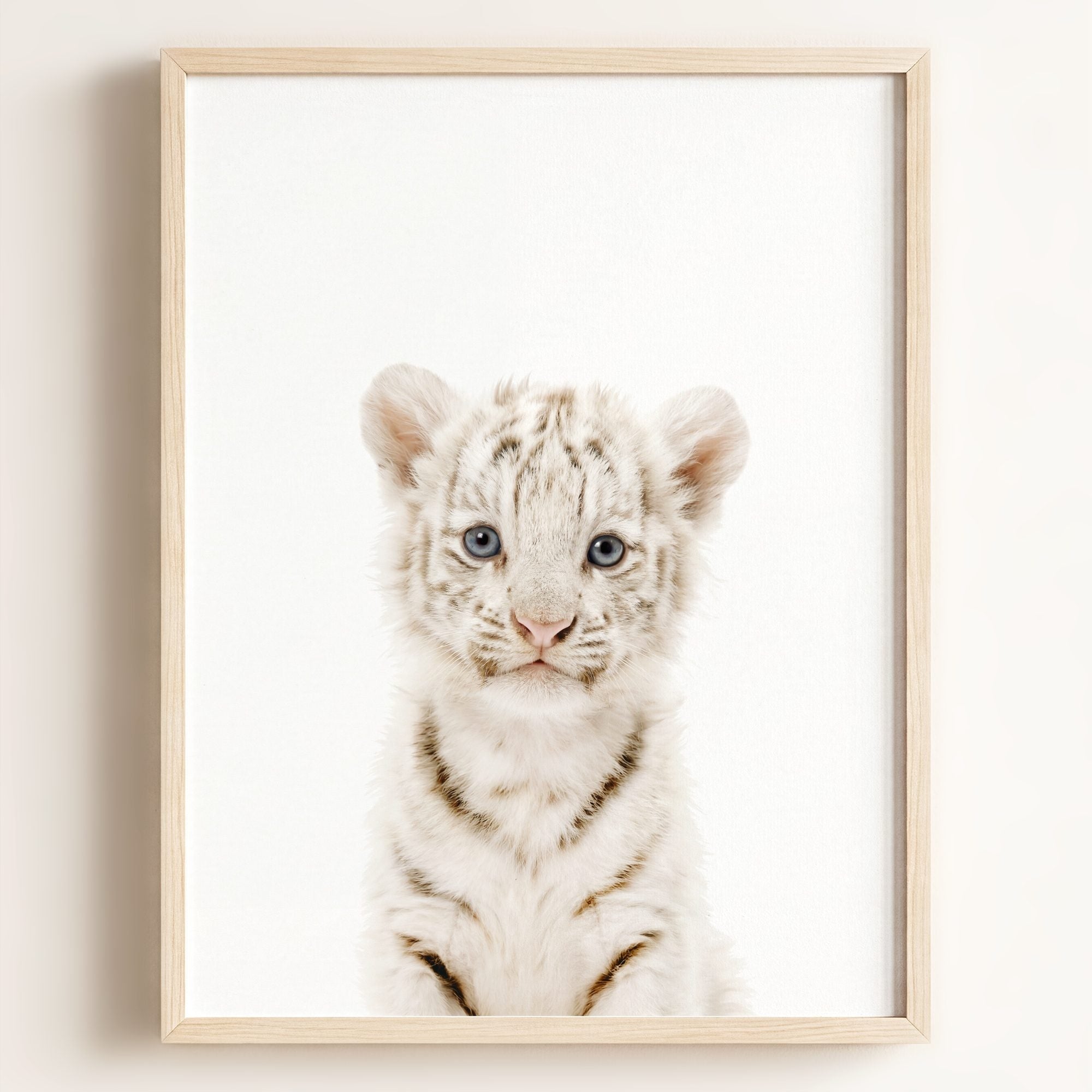 Baby White Tiger