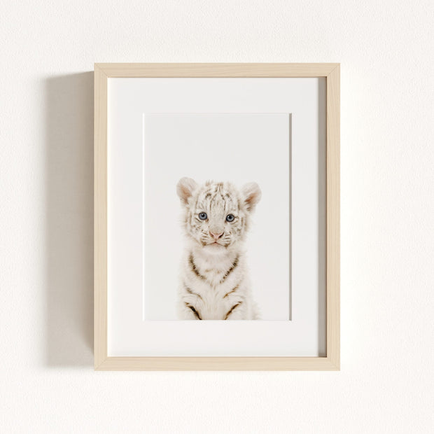 Baby White Tiger