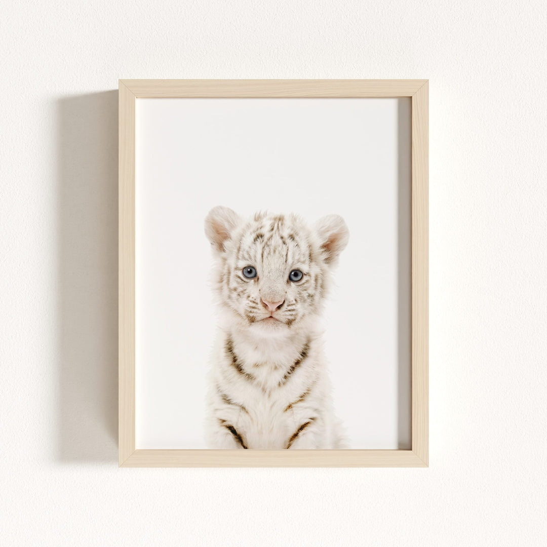 Baby White Tiger