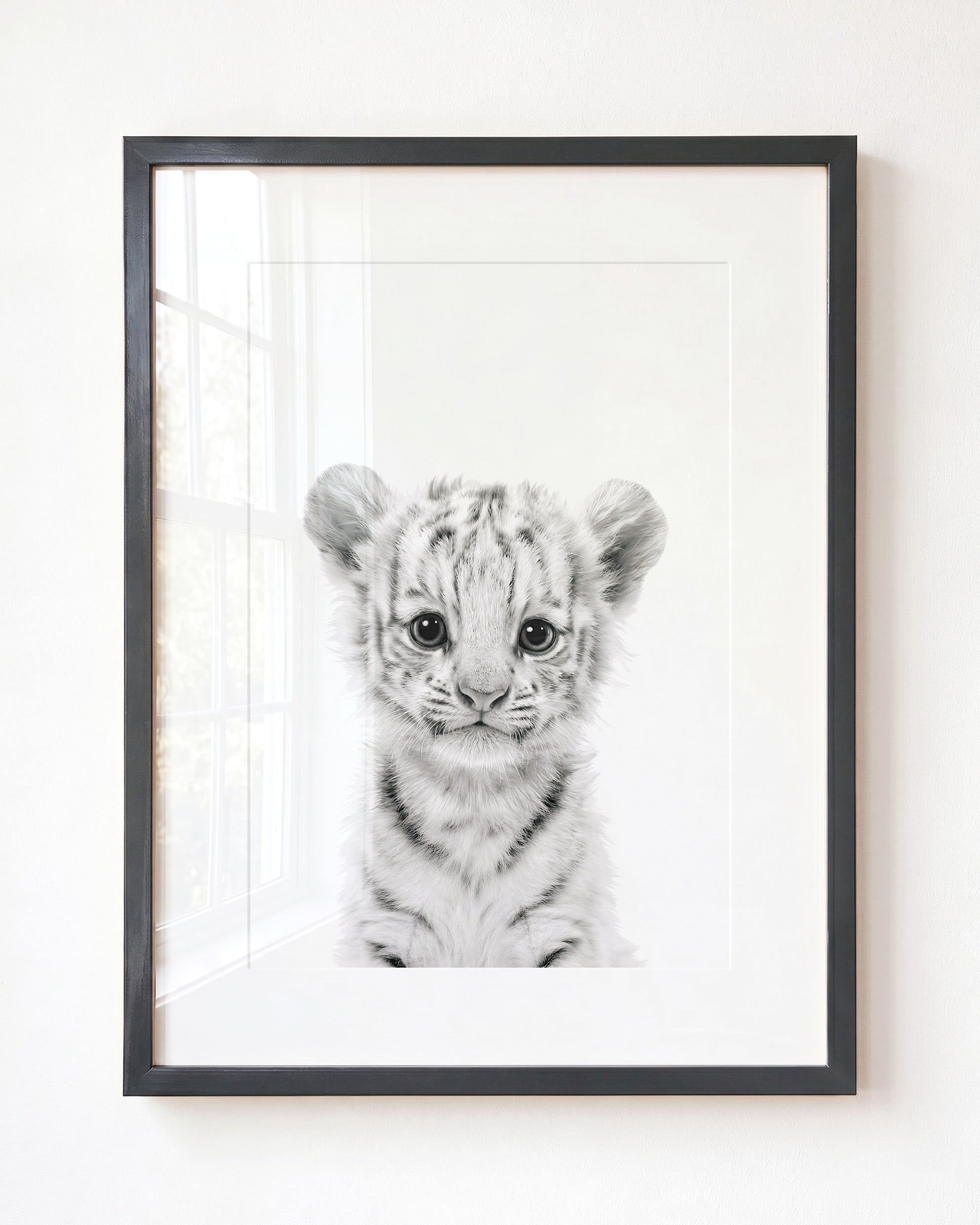 Baby White Tiger
