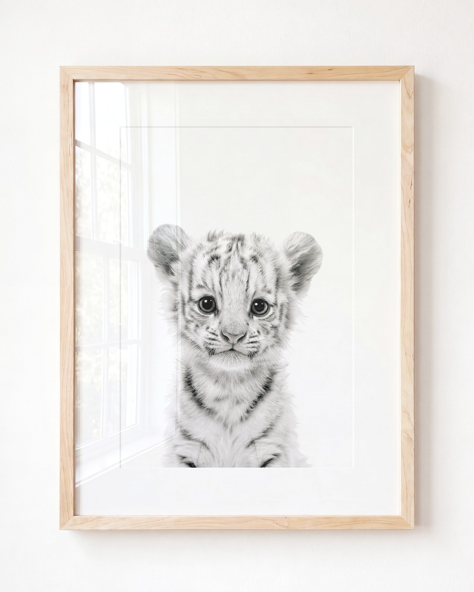Baby White Tiger