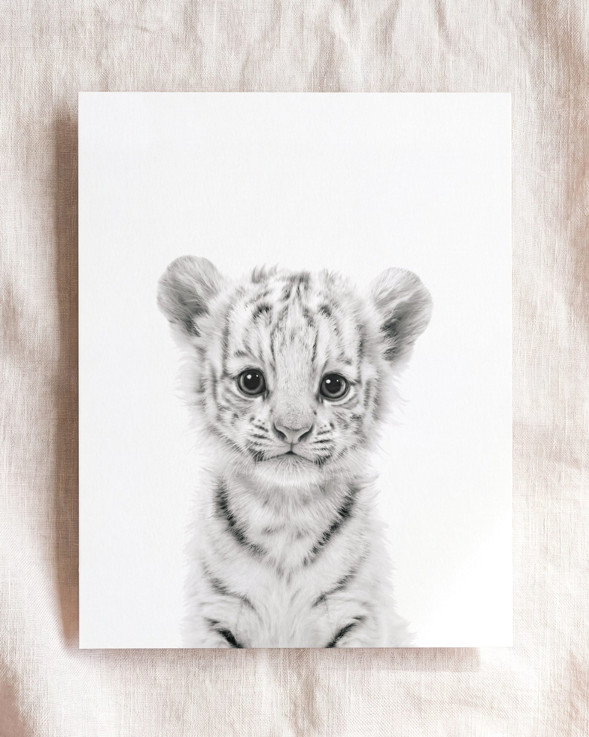 Baby White Tiger