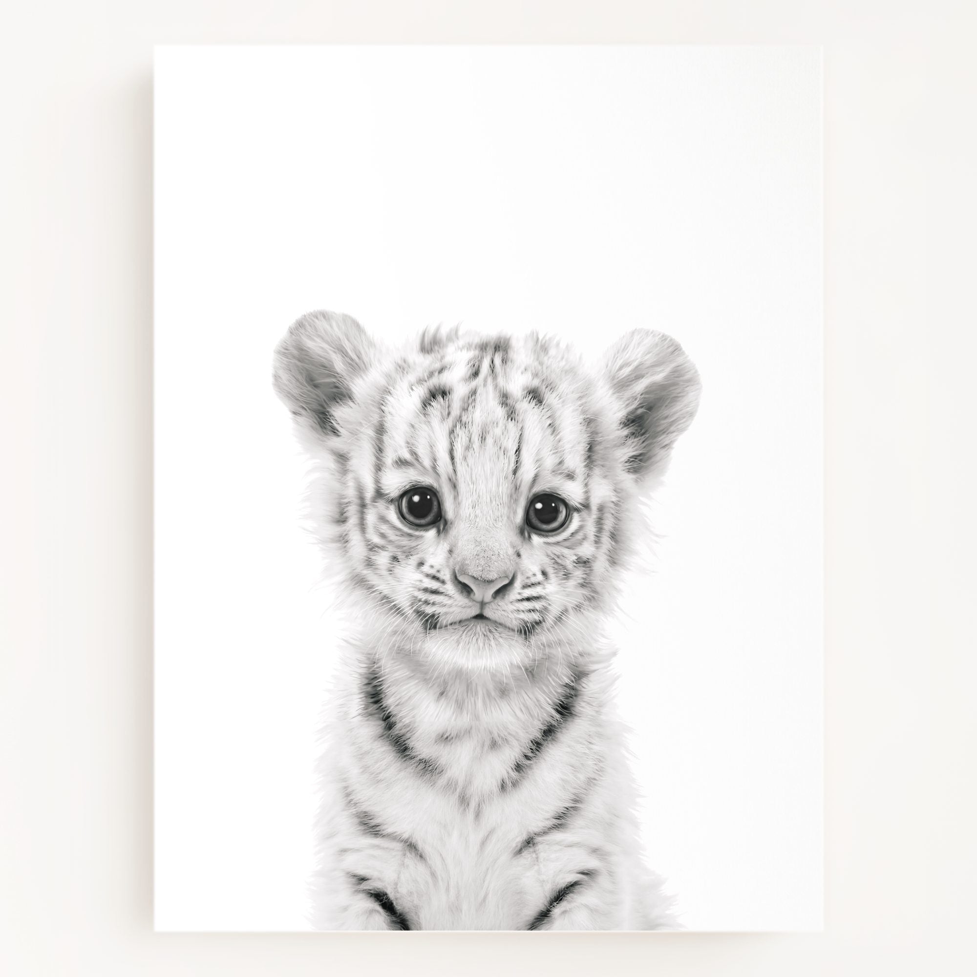 Baby White Tiger