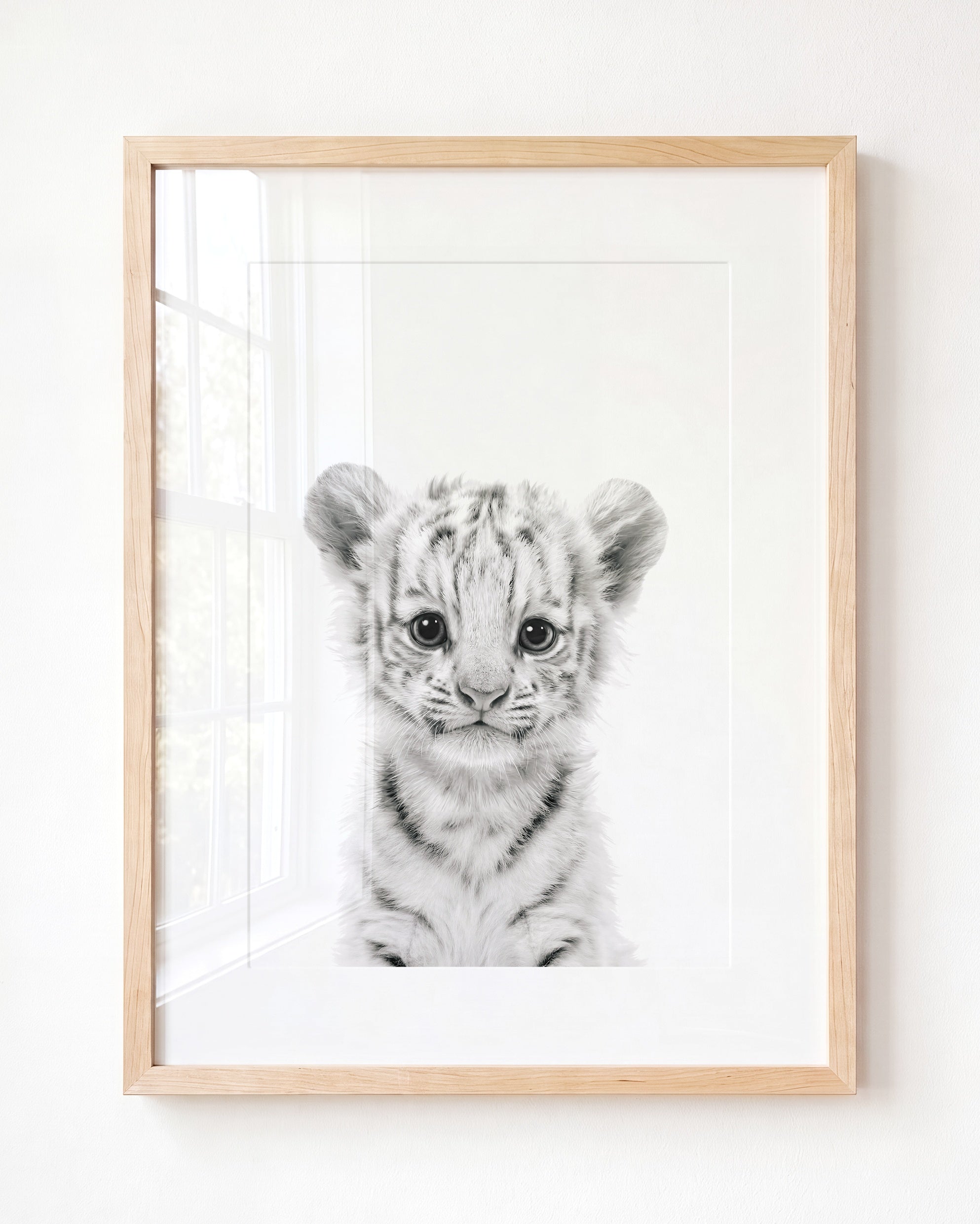 Baby White Tiger