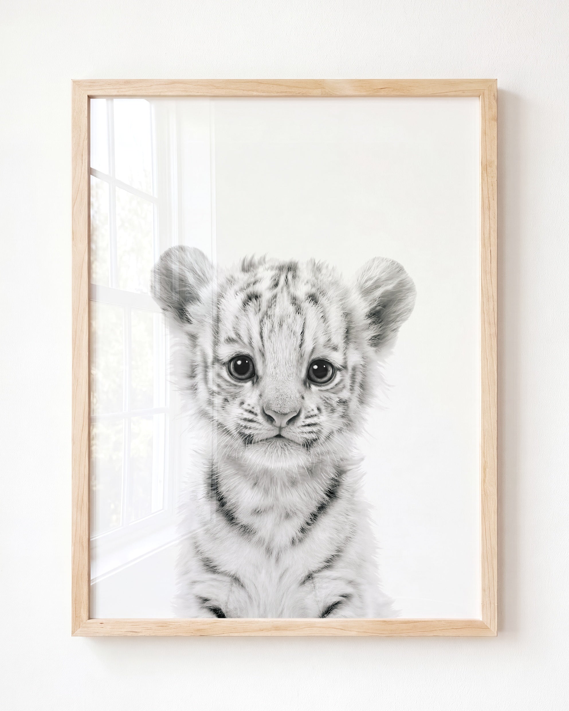 Baby White Tiger
