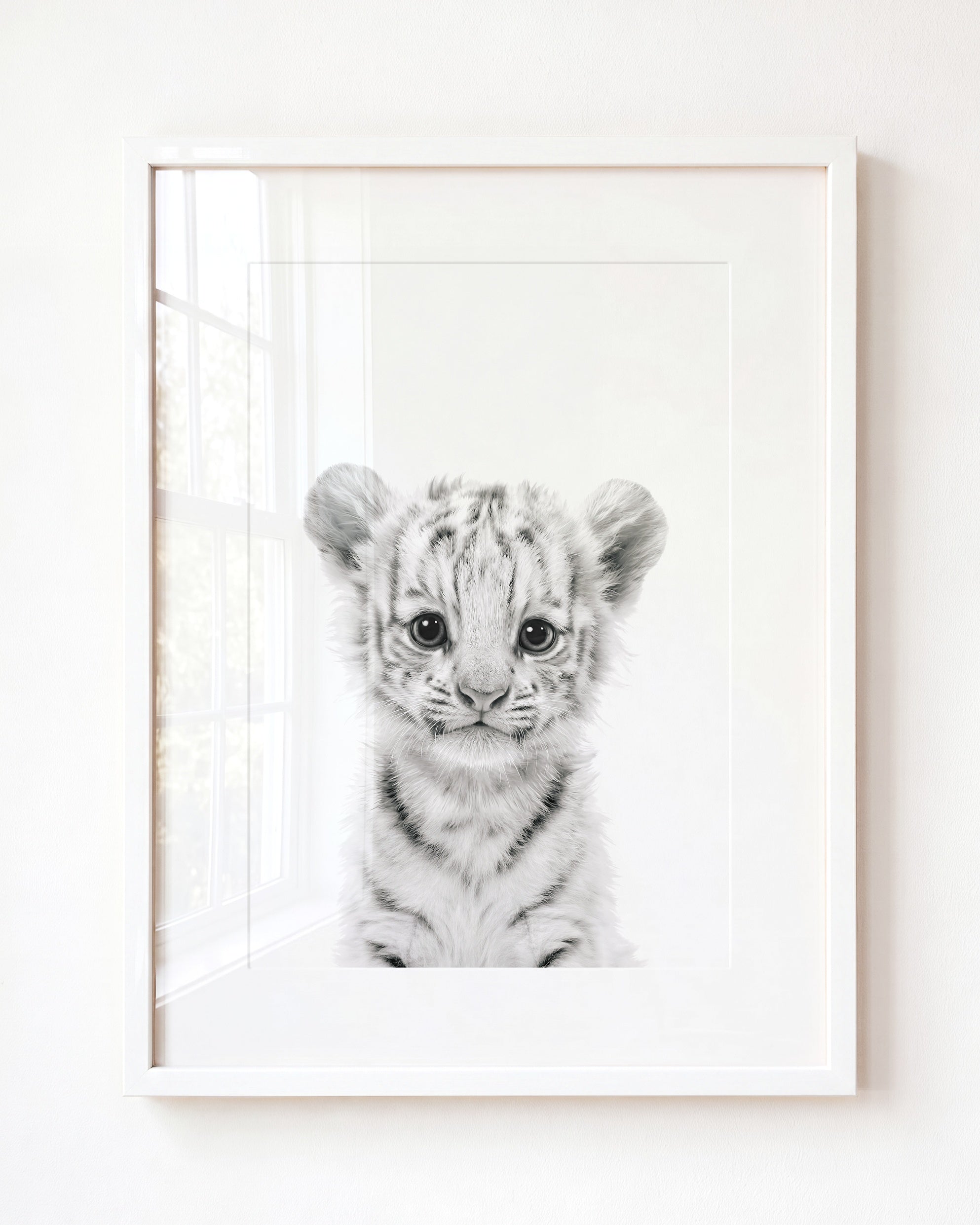 Baby White Tiger