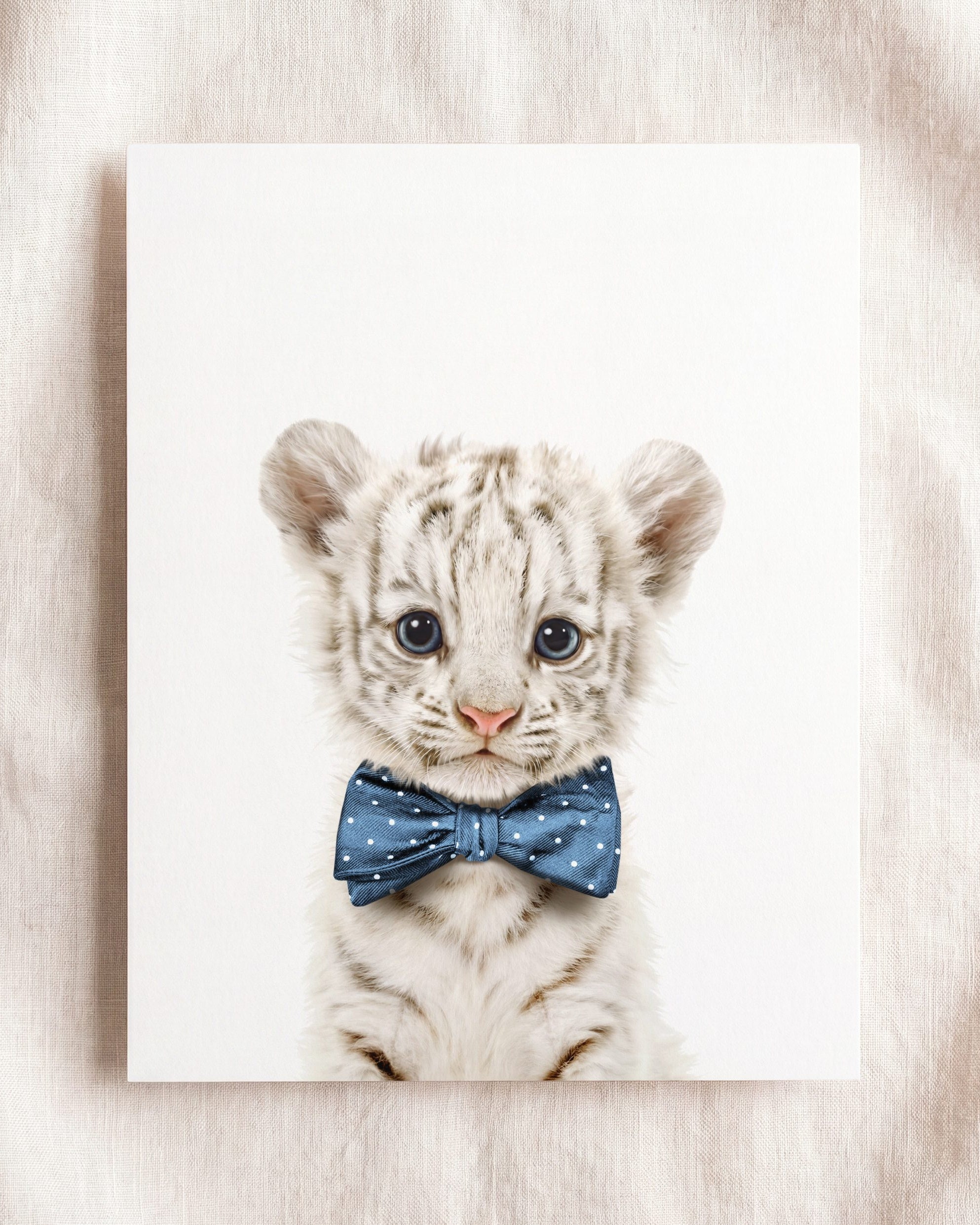 Baby White Tiger